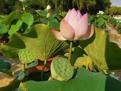 -莲花池公园