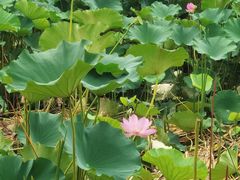 -马家湾湿地公园