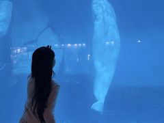 -海合安武汉极地海洋公园