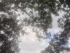 -荔湾湖公园