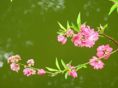 -桃花涧