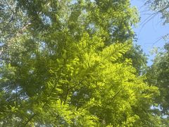 -合肥滨湖国家森林公园