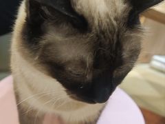 -藏猫猫咖啡主题馆(中央大道店)