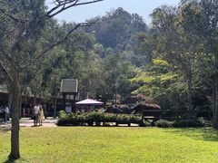 -野象谷景区