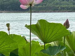 -丁香湖公园
