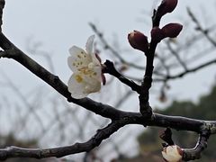 -香雪海