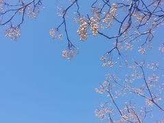 -树山生态村