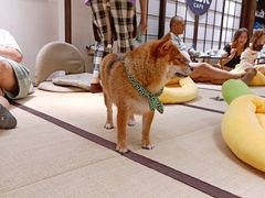 -逗柴咖啡屋·狗咖猫咖宠物桌游