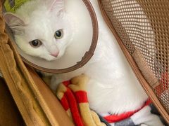 -瑞鹏宠物医院·宠保定点·心脏科·内科(御桥分院)