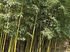 -玉泉观