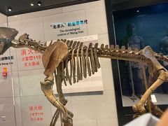 -北京周口店北京人遗址博物馆