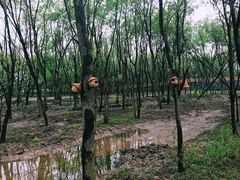 -西溪国家湿地公园