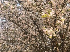 -桃花堤公园