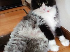 -李小姐の猫咖啡馆(五角场店)