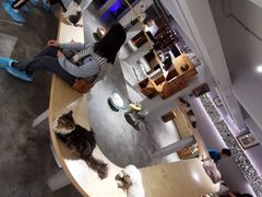 -more than meow吴止猫主题餐厅(承德 中船汇店)