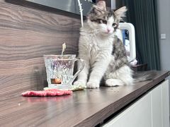 -天使宠物医院·犬猫分诊(彩虹店)