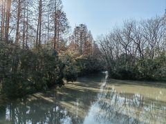 -上海滨江森林公园