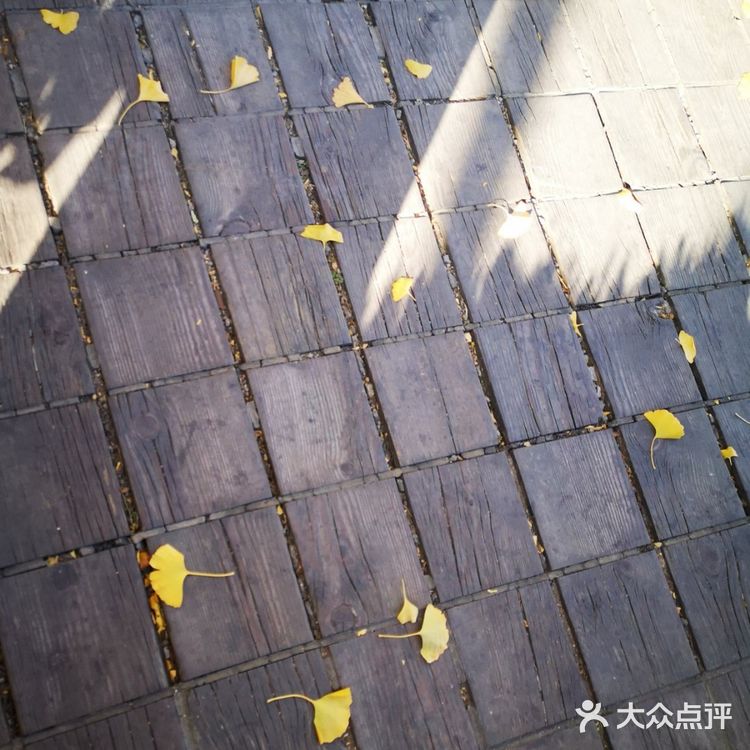 大郑州也有辣么美的落叶🍂