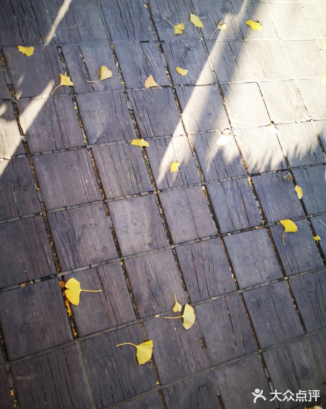 大郑州也有辣么美的落叶🍂