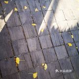 大郑州也有辣么美的落叶🍂