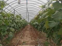 -马陆小张葡萄园农家乐