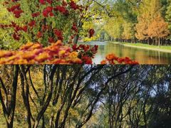 -上海共青森林公园