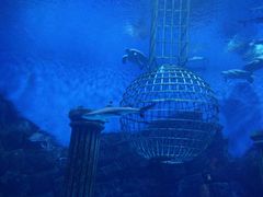 -芜湖新华联大白鲸海洋公园