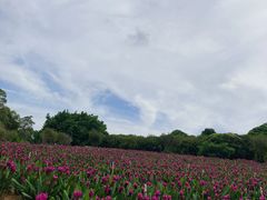 -松山湖梦幻百花洲