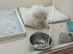 -翊宠yipet猫狗购宠庄园犬舍•猫舍
