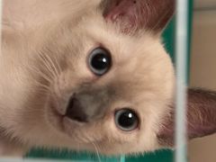 -贝康宠物医院·犬猫全科·小动物特色诊疗中心(东环路店)