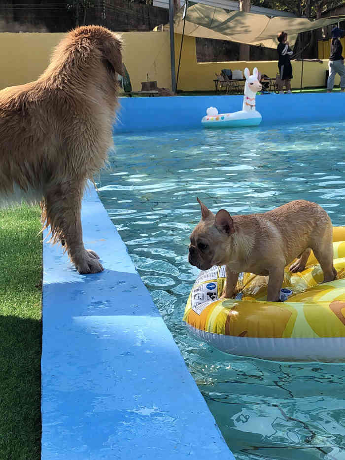 hachi宠物度假村-"【项目】寄养 | 训练 | 乐园99环.