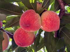 -老袁家蜜桃农场·阳山水蜜桃