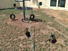 -西霞口神雕山野生动物世界