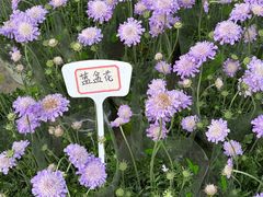 -龙大花卉苗木市场