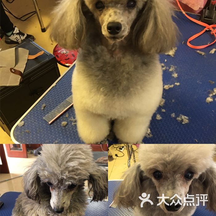 萌它宠物图片-北京宠物店-大众点评网