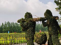 -上海长兴岛郊野公园