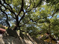 -普陀山风景名胜区-法雨禅寺