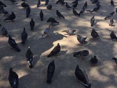 -巴黎圣母院