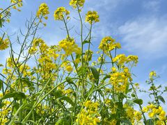 -桤木河湿地公园