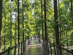 -黄海国家森林公园