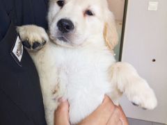 -翊宠yipet猫狗购宠庄园犬舍•猫舍