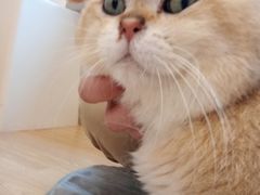 -有喵·猫咖·狗咖·30几只猫10只小狗(岗厦店)