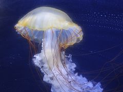 -珠海长隆海洋王国