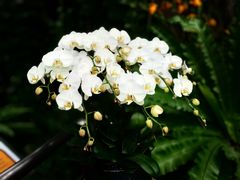 -中国科学院华南植物园