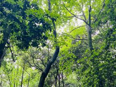 -西湖风景区十里琅珰-五云山