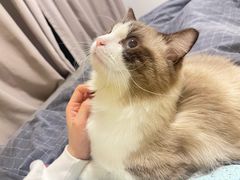 -创凡宠物医院·骨专科  猫科中心(西乡分院)
