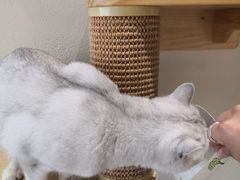 -藏猫猫咖啡主题馆(中央大道店)