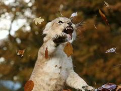 -红跑车(徐州彭城广场金地商都店)