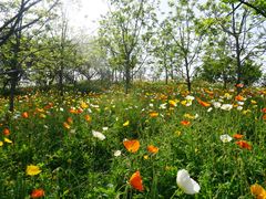 -南通洲际绿博园