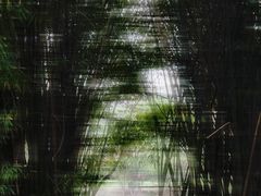 -花溪公园